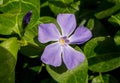 Purple Periwinkle Flower in Bloom