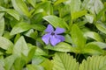 Purple periwinkle flower close up among green leaves in the summer garden of a country house. Royalty Free Stock Photo