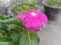 Purple Periwinkle Flower Closeup Royalty Free Stock Photo