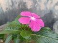 Purple Periwinkle Flower Closeup Royalty Free Stock Photo