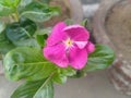 Purple Periwinkle Flower Closeup Royalty Free Stock Photo