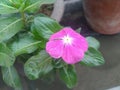 Purple Periwinkle Flower Closeup Royalty Free Stock Photo