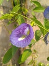 Purple Periwinkle Flower Closeup Royalty Free Stock Photo