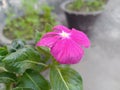 Purple Periwinkle Flower Closeup Royalty Free Stock Photo