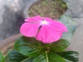 Purple Periwinkle Flower Closeup Royalty Free Stock Photo