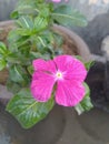 Purple Periwinkle Flower Closeup Royalty Free Stock Photo