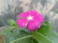 Purple Periwinkle Flower Closeup Royalty Free Stock Photo