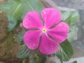 Purple Periwinkle Flower Closeup Royalty Free Stock Photo