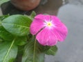 Purple Periwinkle Flower Closeup Royalty Free Stock Photo