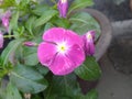 Purple Periwinkle Flower Closeup Royalty Free Stock Photo