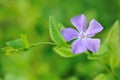 Purple Periwinkle flower with green background