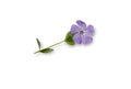 Purple periwinkle flower isolated on white background. Royalty Free Stock Photo