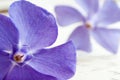 Purple Periwinkle flowers Royalty Free Stock Photo