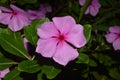 Purple Periwinkle Flowers Royalty Free Stock Photo