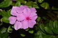 Purple Periwinkle Flowers Royalty Free Stock Photo