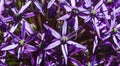 Purple persian onion with beautiful petals in the budding time. Vibrant violet plant in blossom period. Top view of the star plant Royalty Free Stock Photo