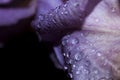 purple petal background with drops Royalty Free Stock Photo