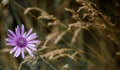 Viola fiore fotografia 