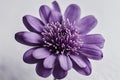 Purple Petaled Flower on White Surface Royalty Free Stock Photo