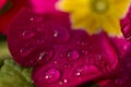 Purple petals with dew drops.