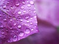 Purple petals flower with water drops ,violet flower plants ,macro image ,closeup dew drops on violet petal Royalty Free Stock Photo