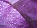 Purple petals flower with water drops ,violet flower plants ,macro image ,closeup dew drops on violet petal Royalty Free Stock Photo