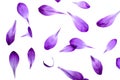 Purple Petals Isolated on White Background