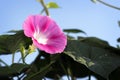 Purple petunia