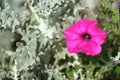 Purple Petunia Royalty Free Stock Photo