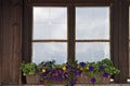 Purple petunia alpine window