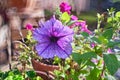 Purple Petunia Atkinsiana flower close up