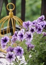 purple petunia blooms on the balcony