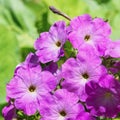 Purple petunia blossoms Royalty Free Stock Photo