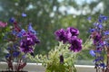Purple petunia and blue lobelia flowers in pot on the balcony. Royalty Free Stock Photo