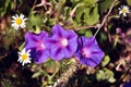Purple petunia and chamomiles flowers blooming on bush, soft leaves blurry bokeh background Royalty Free Stock Photo