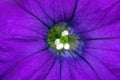 Purple Petunia Close Up