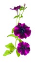 Purple petunia flower