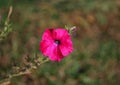 Purple petunia flower closeup Royalty Free Stock Photo