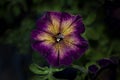 Purple petunia flower closeup with sleeping bee in center Royalty Free Stock Photo