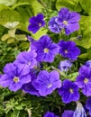 Purple petunia flower garden Royalty Free Stock Photo