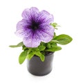 Purple petunia flower Royalty Free Stock Photo