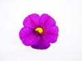 Purple Petunia flower isolated on white background Royalty Free Stock Photo