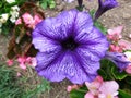 Purple Petunia Flower of Late June Royalty Free Stock Photo