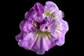 Purple petunia flower macro Royalty Free Stock Photo