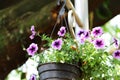 Purple petunia flower in pots