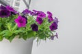 Purple petunia flowers