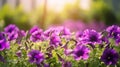 Purple petunia flowers bed on beautiful blurred nature background