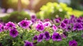 Purple petunia flowers bed on beautiful blurred nature background