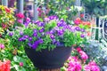 Purple petunia flowers  blooming in black pot in garden background Royalty Free Stock Photo