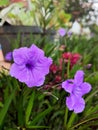 purple petunia flowers blooming in the garden Royalty Free Stock Photo